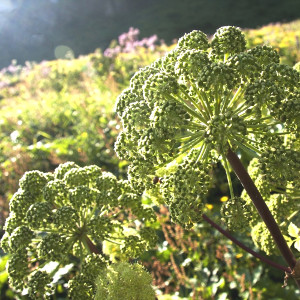 Nasiona arcydzięgla