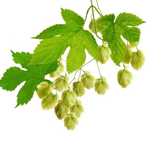 Nasiona chmielu japońskiego