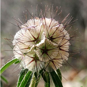 Nasiona driakwi (wdówki)