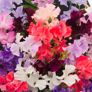 Nasiona groszku pachnącego