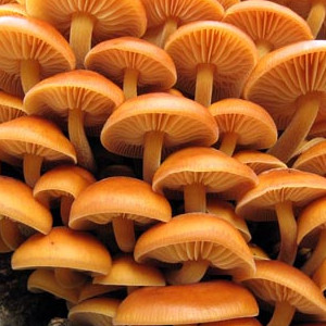 Grzybnia na kołkach