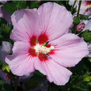 Nasiona ketmii (hibiskusa)