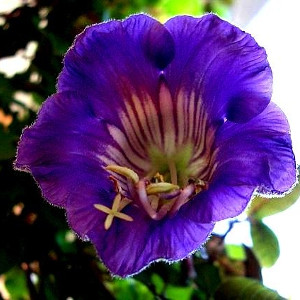 Nasiona kobei pnącej