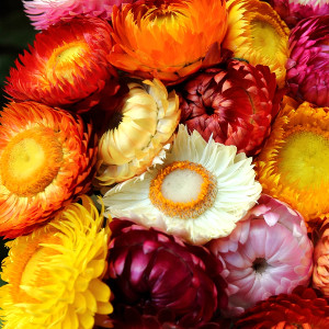 Nasiona kocanki (nieśmiertelnika, suchołuski)