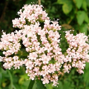 Nasiona kozłka lekarskiego