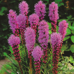 Nasiona liatry kłosowej