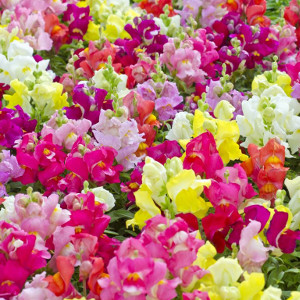 Nasiona lwiej paszczy