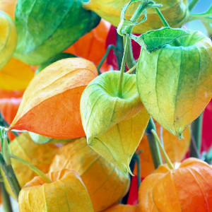 Nasiona miechunki ogrodowej