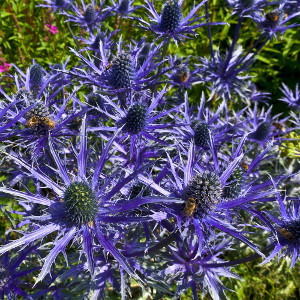 Nasiona mikołajków