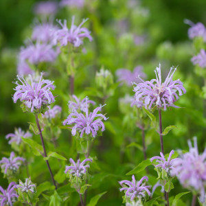 Nasiona monardy (pysznogłówki)