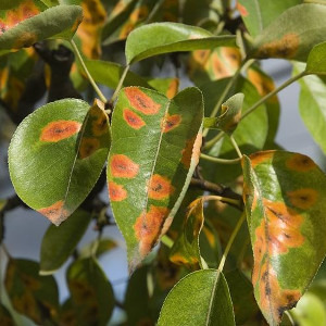 Preparaty na choroby