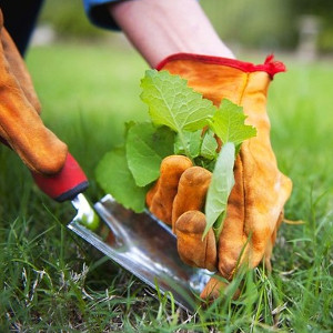 Preparaty na chwasty
