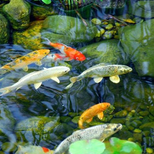 Preparaty na glony, mchy i porosty