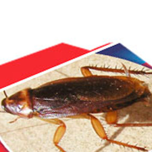 Na karaluchy, prusaki i rybiki cukrowe