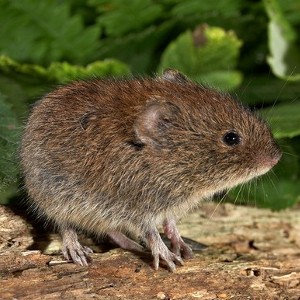 Na nornice i inne gryzonie