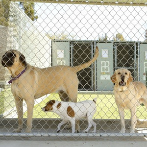 Odstraszacze psów i kotów
