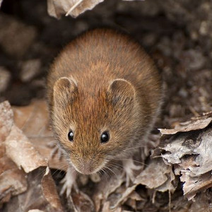 Preparaty na szkodniki