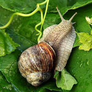 Na ślimaki
