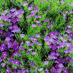 Nasiona nierembergii