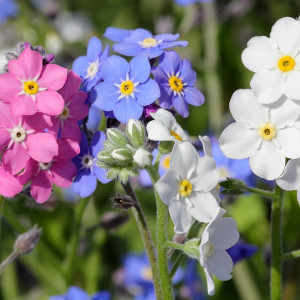 Nasiona niezapominajki