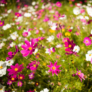 Nasiona onętka (kosmosa)