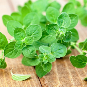 Nasiona oregano (lebiodki)