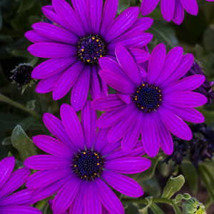 Nasiona osteospermum