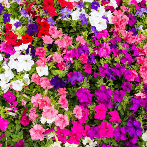 Nasiona surfinii i petunii