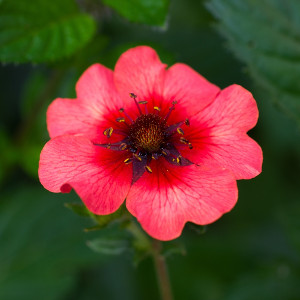 Nasiona pięciornika