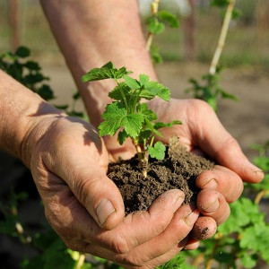Podłoża ogrodnicze