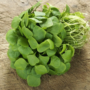 Nasiona portulaki warzywnej