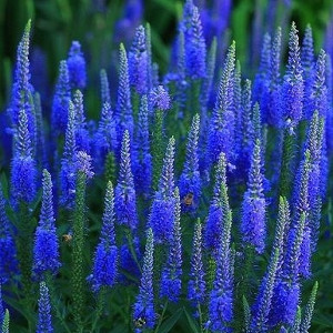 Nasiona przetacznika