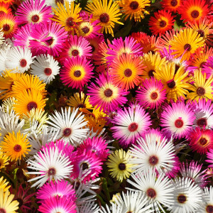 Nasiona przypołudnika