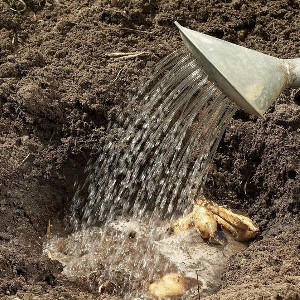 Nawozy jednoskładnikowe