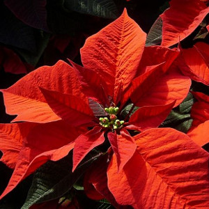 Nawozy jesienne i zimowe