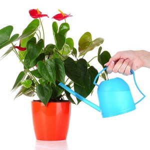 Nawozy w formie konewki