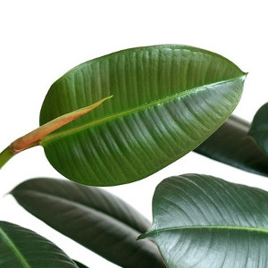 Nawozy z nabłyszczaczem