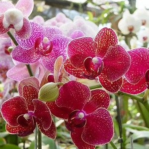 Nawozy do orchidei i storczyków