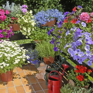 Nawozy do roślin domowych i balkonowych