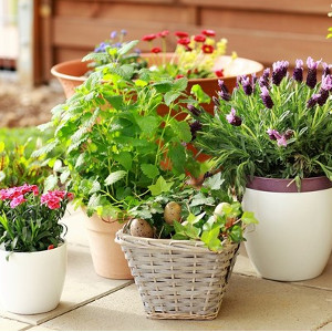 Nawozy do roślin doniczkowych