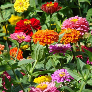 Nawozy do roślin kwitnących