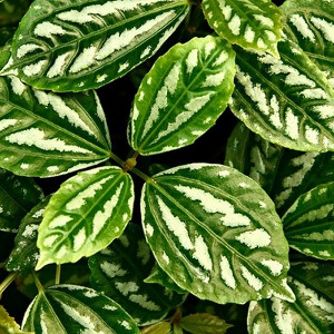 Nawozy do roślin zielonych