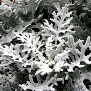 Nasiona starca (mrozów)