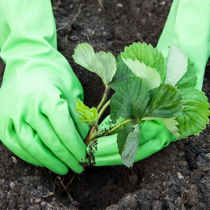 Nawozy jednoskładnikowe