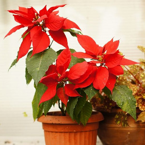 Nawozy jesienne i zimowe