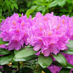 Nawozy do rododendronów i azalii