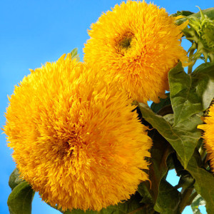 Nasiona słonecznika ozdobnego