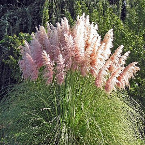 Nasiona trawy pampasowej