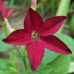 Nasiona tytoniu ozdobnego