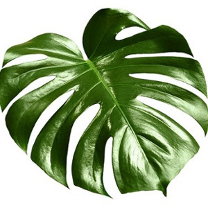 Ściereczki do pielęgnacji roślin